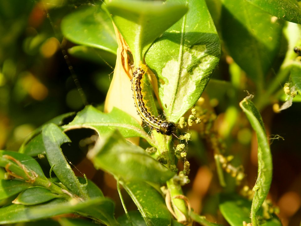 Buchsbaumzuenslerraupe.in.situ.3
