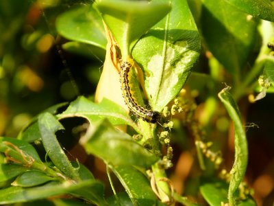 Buchsbaumzuenslerraupe.in.situ.3