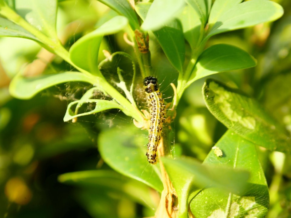 Buchsbaumzuenslerraupe.in.situ.5