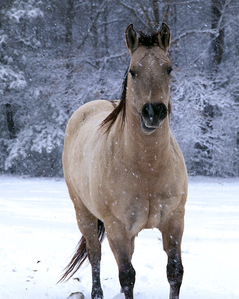 Animal nature equine