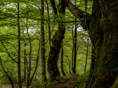 Buchen im Halltal