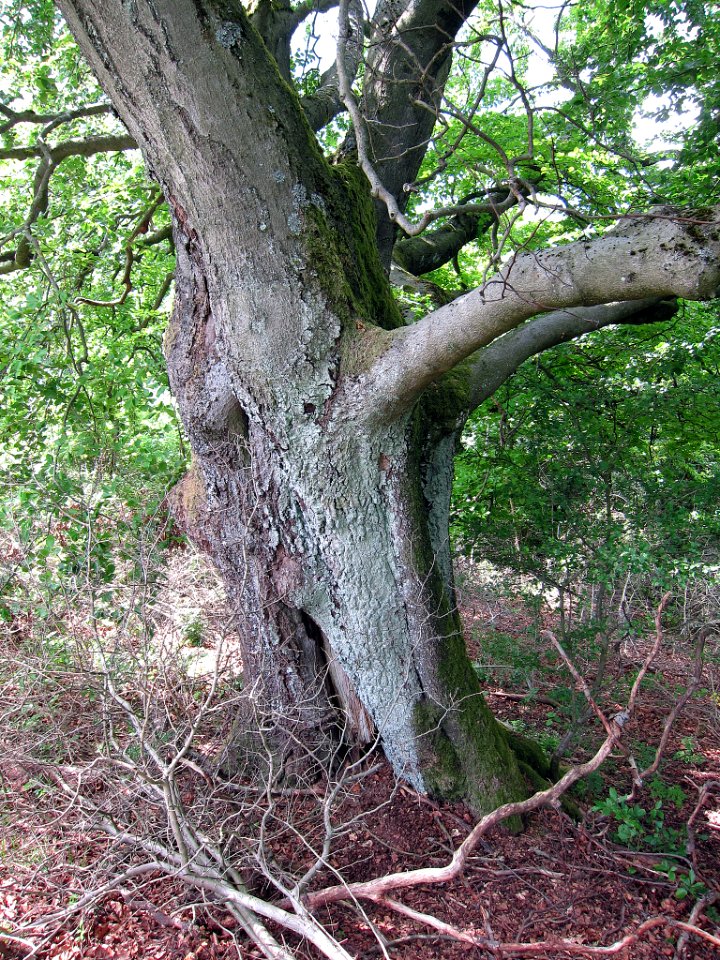 Buchen am Pilsterkopf, 2