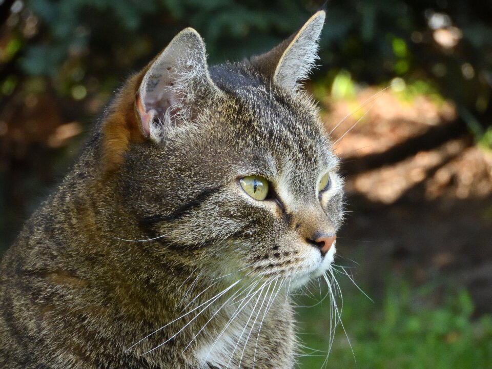 Garden pet face cat photo