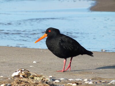 Oyster-catcher shore wildlife