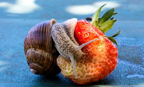 Shell food fruit