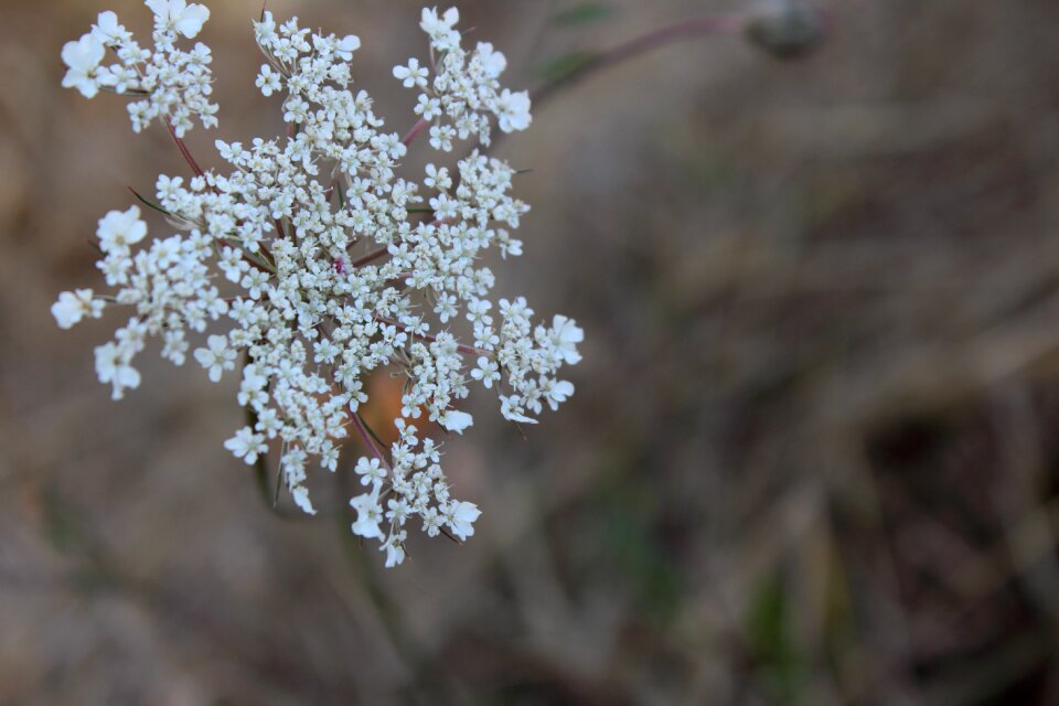 Plant macro garden