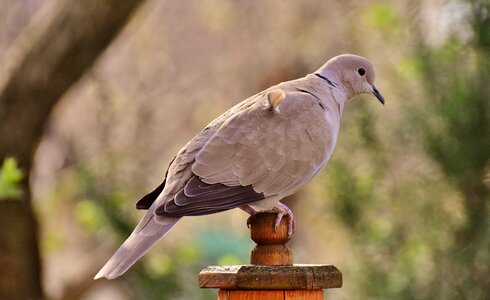 Dove nature animal photo