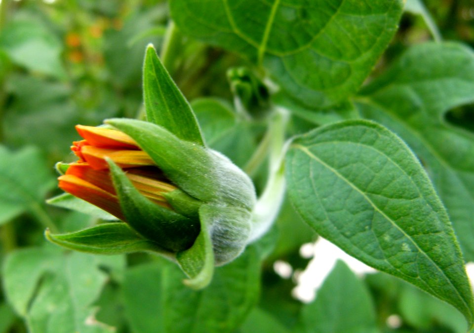 Bud of yellow flower