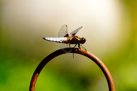 Nature insect blue dragonfly photo