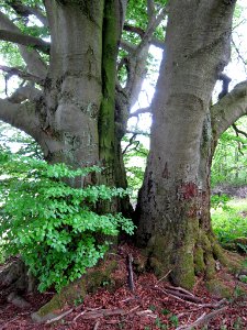 Buchen am Pilsterkopf, 4