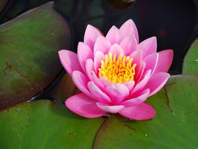 Lake rose pond blossom photo