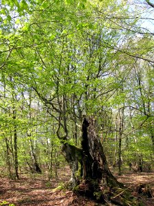 Buche Oberbach, 5