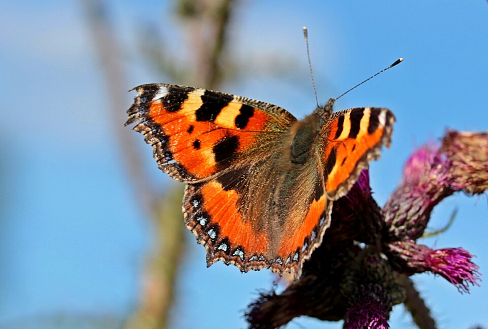 Butterflies flowering thistle color