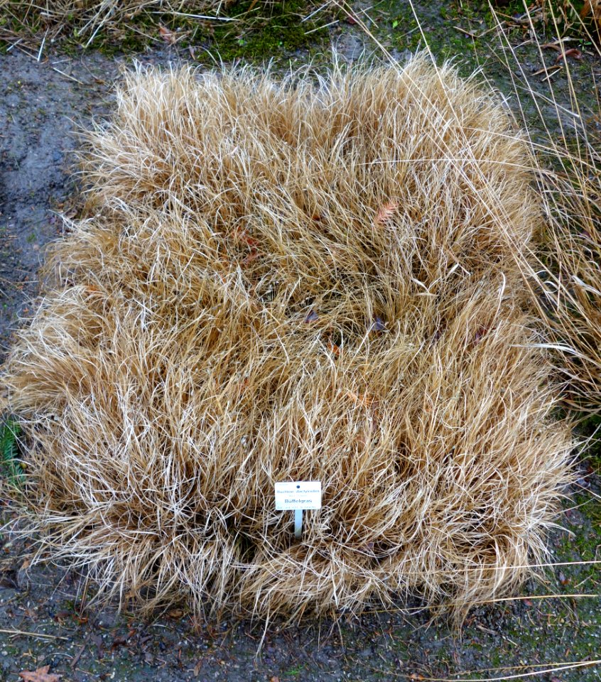 Buchloe dactyloides - Botanischer Garten, Dresden, Germany - DSC08764