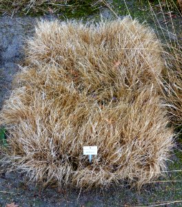 Buchloe dactyloides - Botanischer Garten, Dresden, Germany - DSC08764