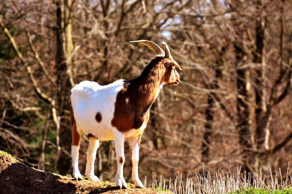 Cute animal world good aiderbichl