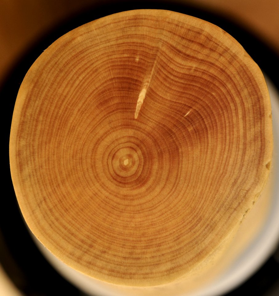 Buchsbaum Querschnitt