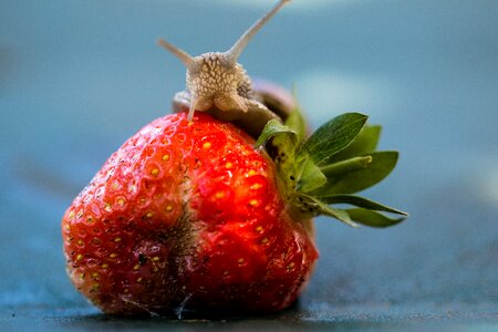 Shell food fruit