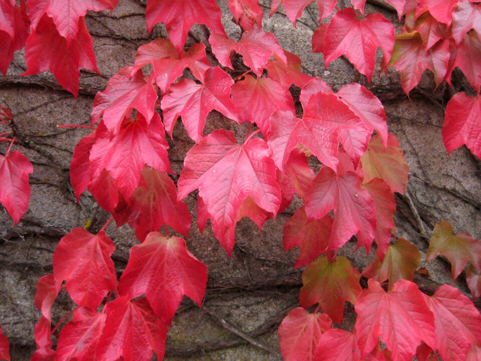 Nature colors leaves