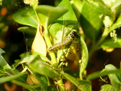 Buchsbaumzuenslerraupe.in.situ.2