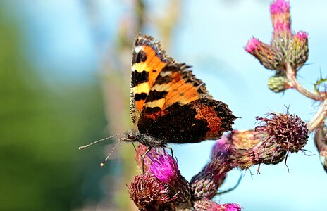 Butterflies flowering thistle color photo