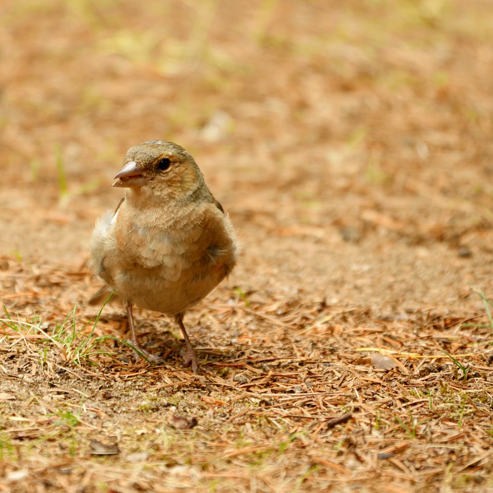 Buchfink.Weibchen.Bikowsee.3