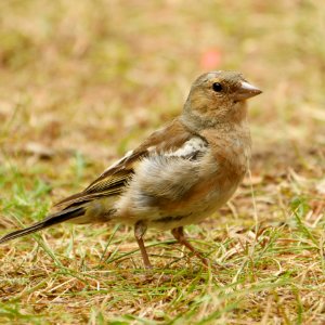 Buchfink.Weibchen.Bikowsee.1