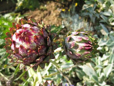 Nature bloom spines