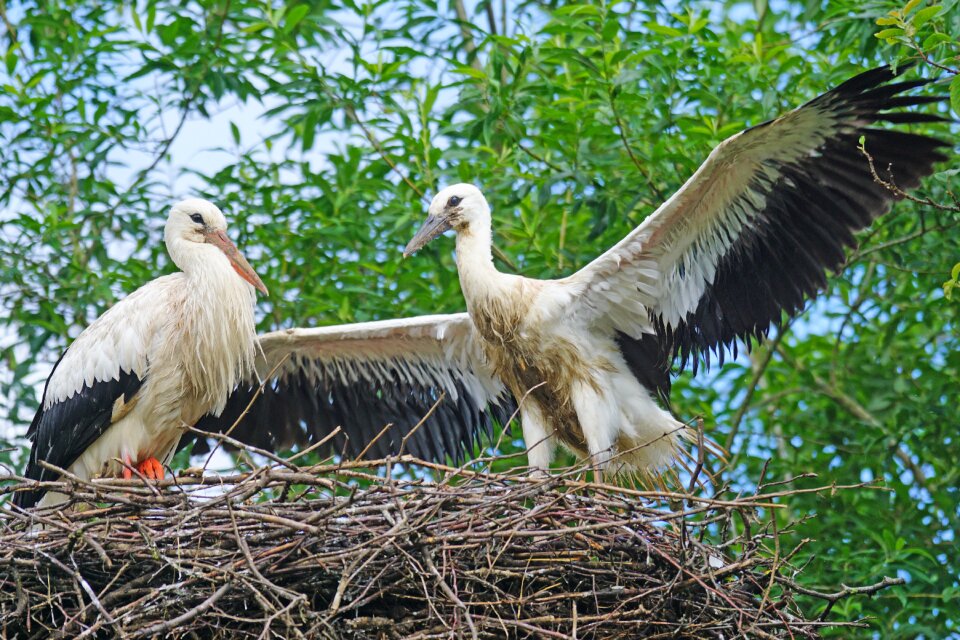 White stork young animal storchennest photo