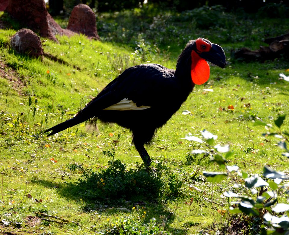 Bucorvus leadbeateri Parc des Oiseaux 21 10 2015 1