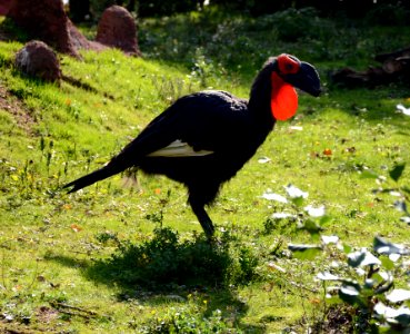 Bucorvus leadbeateri Parc des Oiseaux 21 10 2015 1