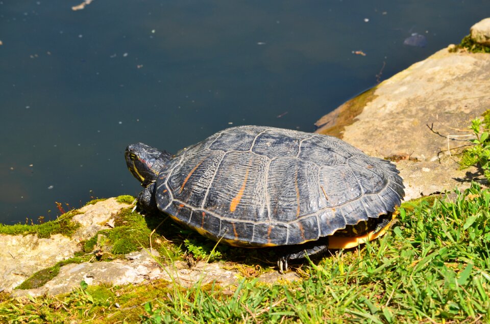 Wildlife pond shell