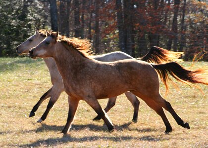 Horses running motion strong photo