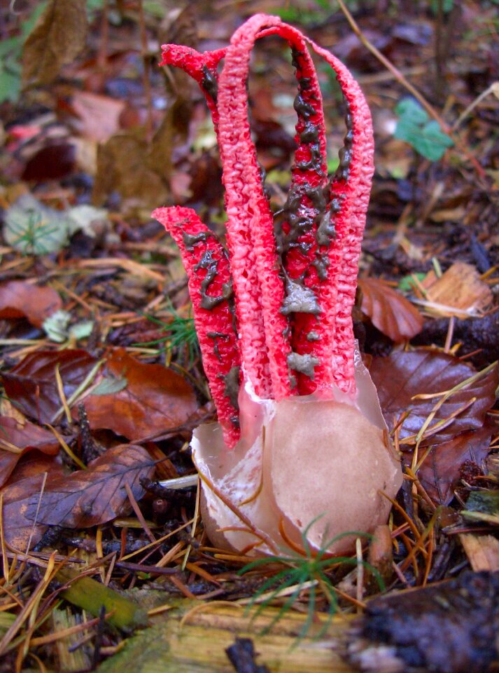 Clathrus archeri anthurus archeri gitterling