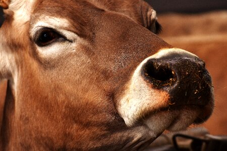 Beef stall animal wildlife photography