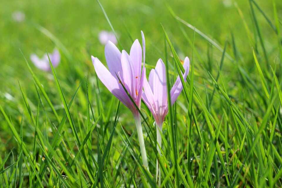 Plant flower pale pink