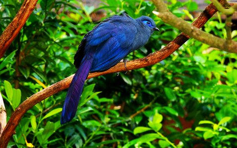 Animal feather plumage