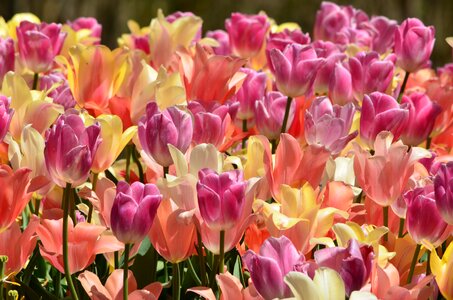 Happy garden floral photo