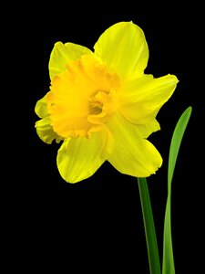 Narcissus osterglocken blossom photo