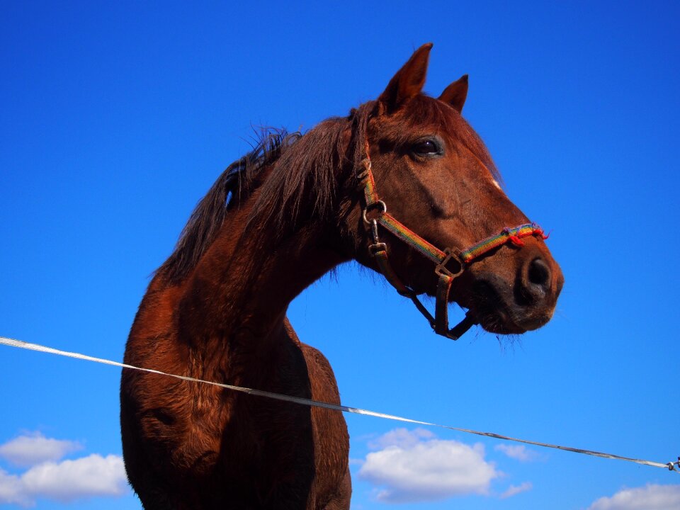 Quarterhorse fuchs carbon fox