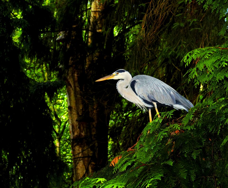 Nature animal eastern