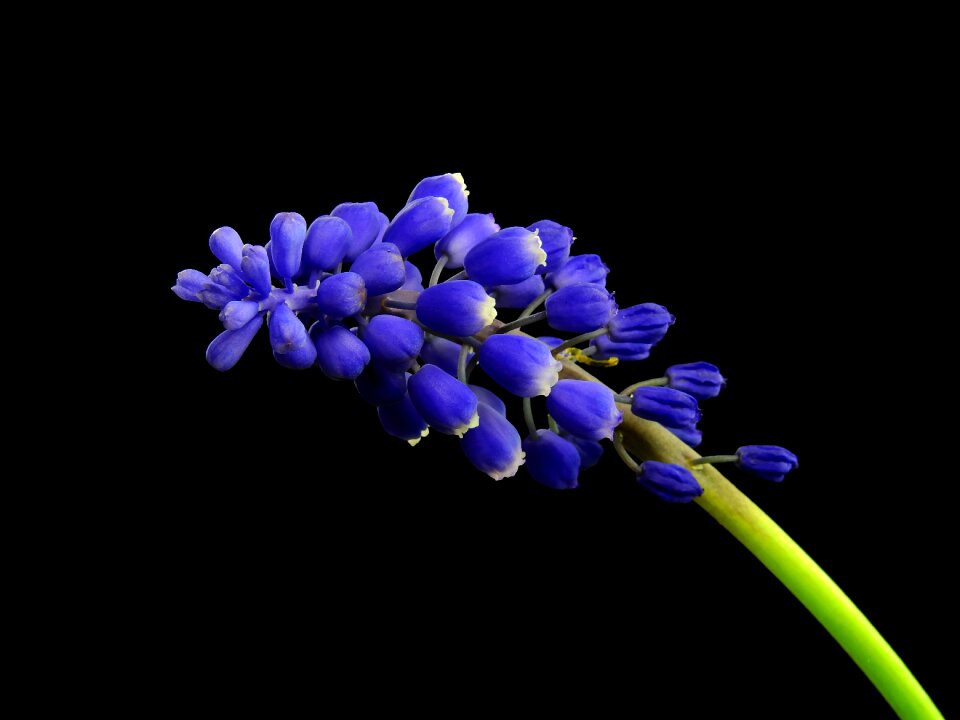 Nature muscari blossom