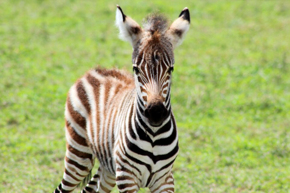 Stripes animal baby
