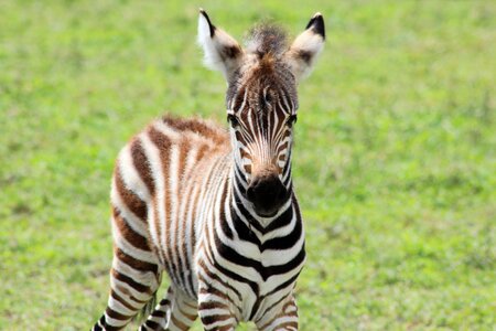 Stripes animal baby