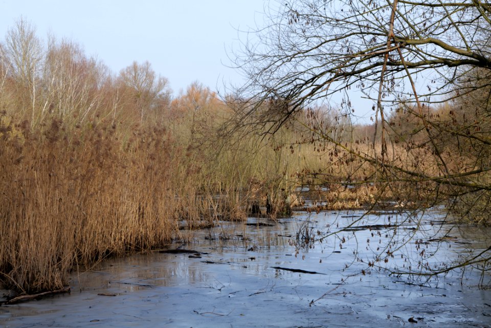 Buschgraben Kleinmachnow Zehlendorf 2021-02-24 02