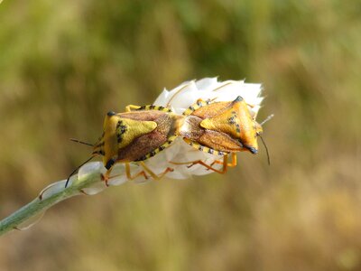 Beetle copulation orange