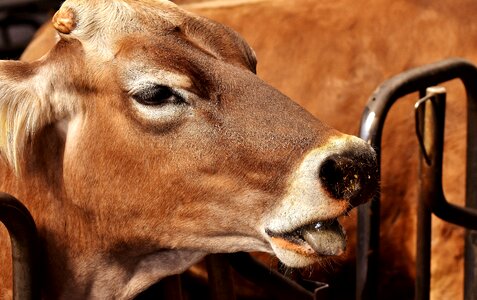 Beef stall animal wildlife photography