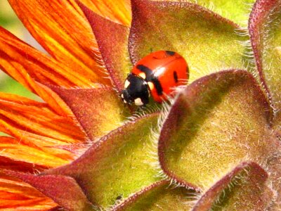 Insect macro close up photo