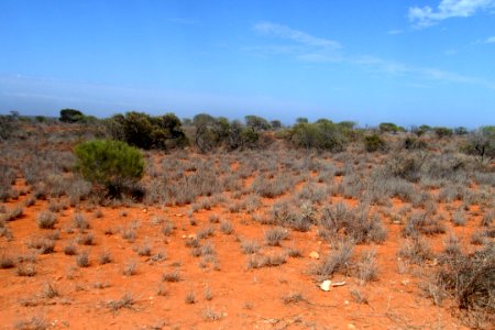 Bush in Oz in WA