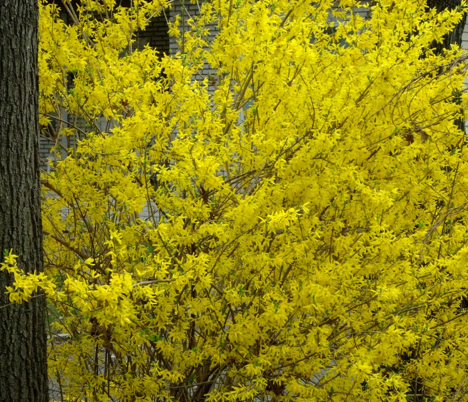 Bush flowering next to tree NJ